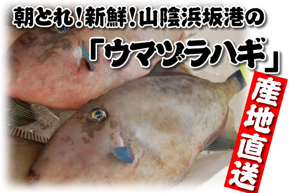 ウマヅラハギのことなら毎日漁港へ目利き一筋！かにの山米