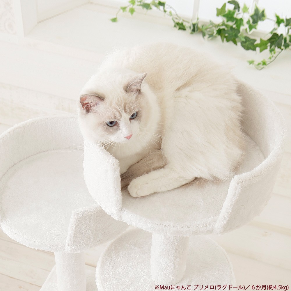 Mauタワーココ