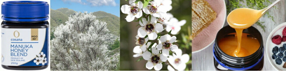 日本初のマヌカハニー 生蜂蜜 非加熱コサナマヌカハニー MGO600 3本セット 500g フトモモ科の低木のマヌカの小さな花から採られたハチミツです。  はちみつ、シロップ