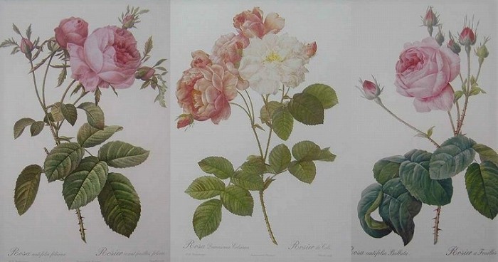 ROSES」Pierre-Joseph Redoute（ピエール＝ジョゼフ・ルドゥーテ