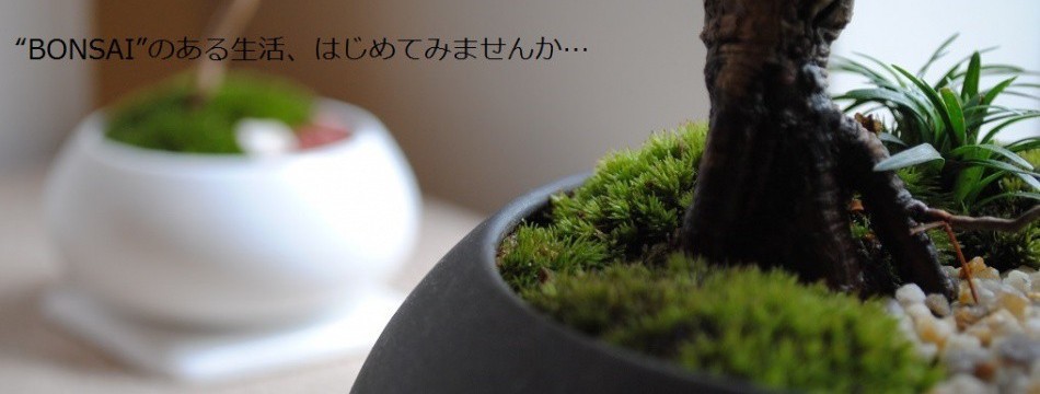 インテリア盆栽工房BonCyu