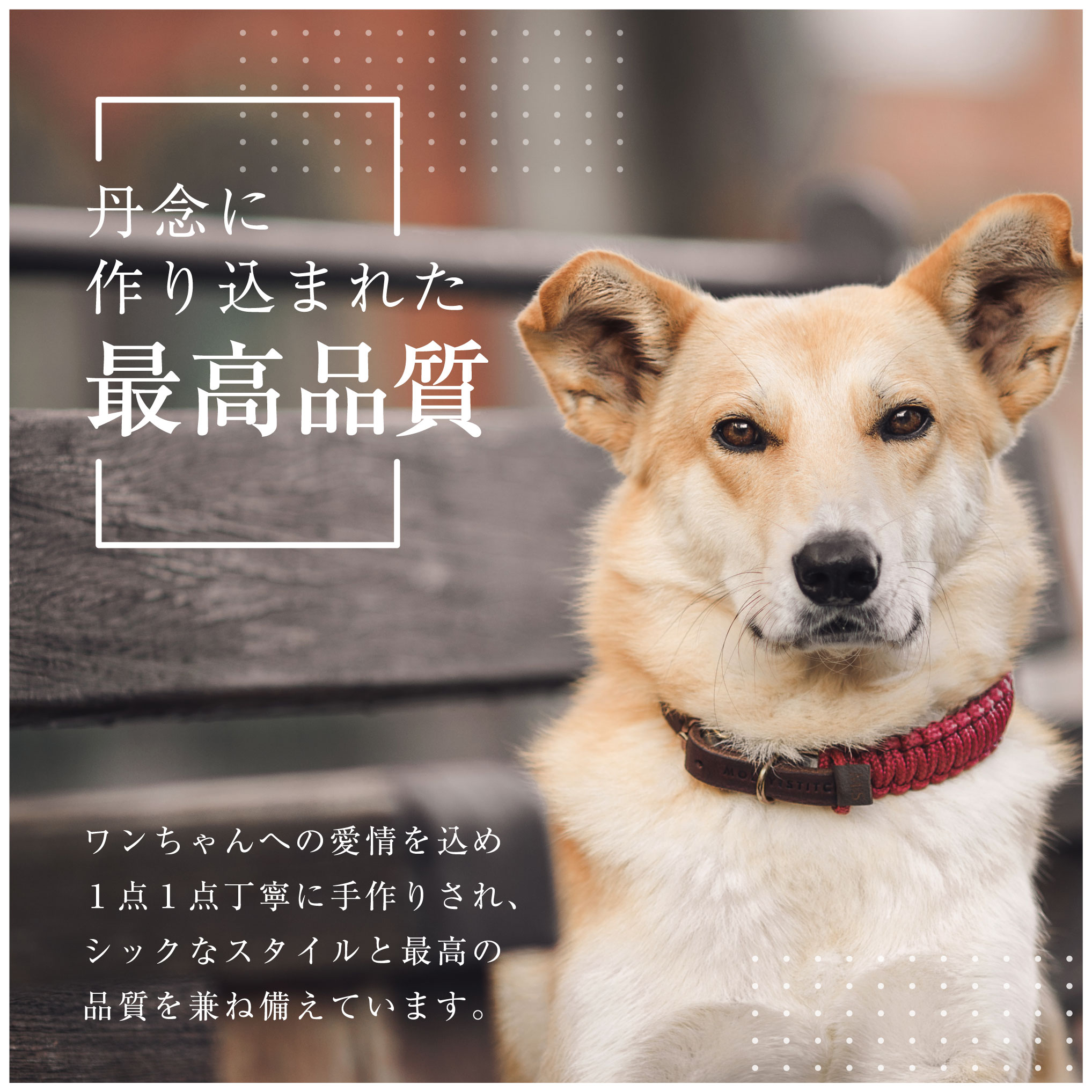 犬用首輪+リード Mサイズ 柴犬 ビーグル MOLLY&STITCH TOUCH OF LEATHER : a3479- : めちゃSmart -  通販 - Yahoo!ショッピング