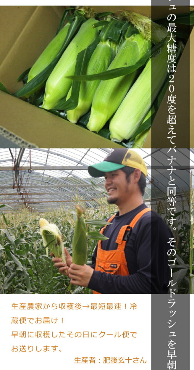 鹿児島県南大隈町産「ゴールドラッシュ」の朝採れとうもろこし 4kg 10〜14本