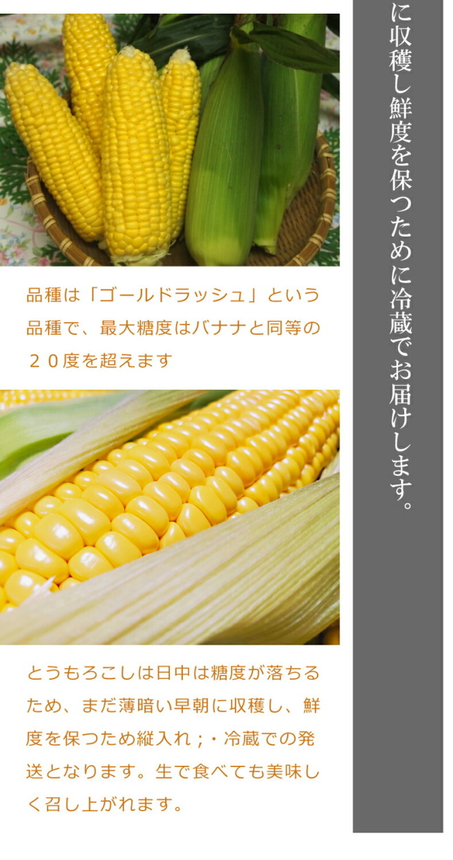 鹿児島県南大隈町産「ゴールドラッシュ」の朝採れとうもろこし 4kg 10〜14本