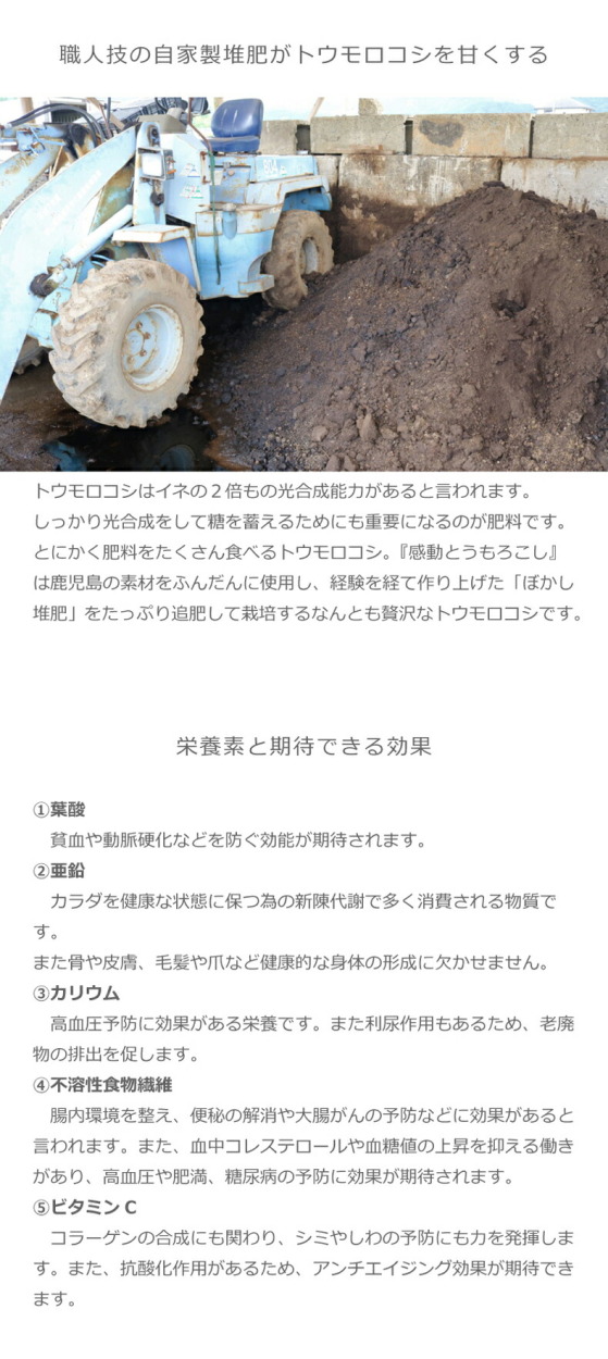 鹿児島県南大隈町産「ゴールドラッシュ」の朝採れとうもろこし 4kg 10〜14本