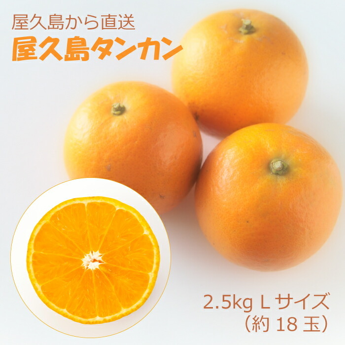 産地直送】 たんかん 屋久島産 タンカン 2.5kg 2Lサイズ 約15玉 鹿児島