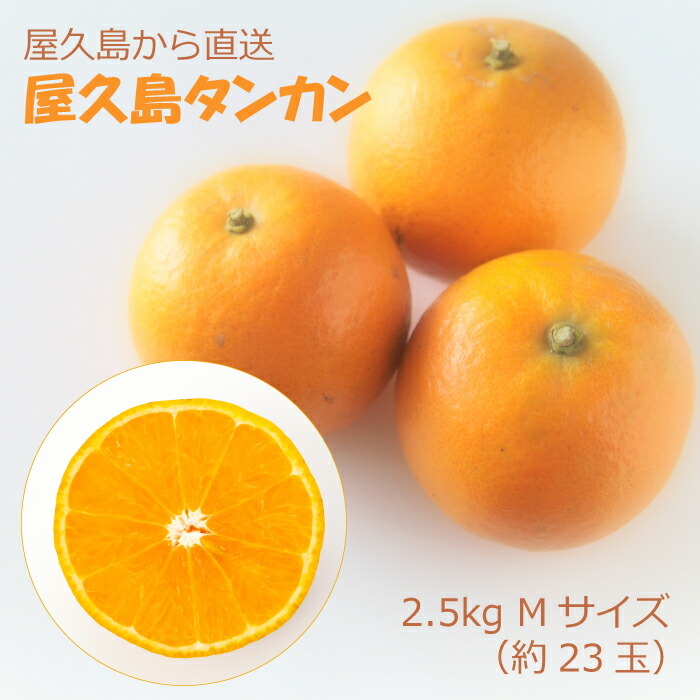 産地直送】 たんかん 屋久島産 タンカン 2.5kg 2Lサイズ 約15玉 鹿児島