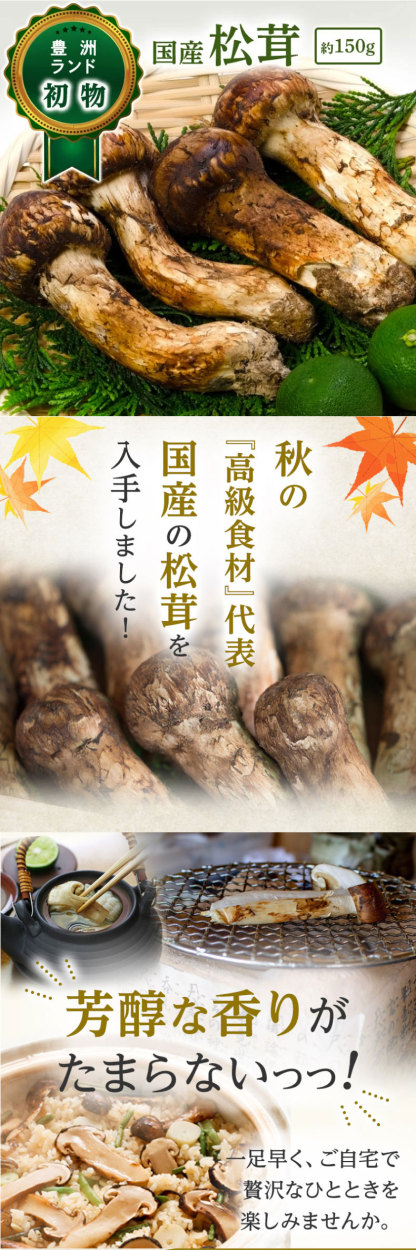 豊洲市場直送】松茸 国産 まつたけ マツタケ 150g 長野県 岩手県産 最