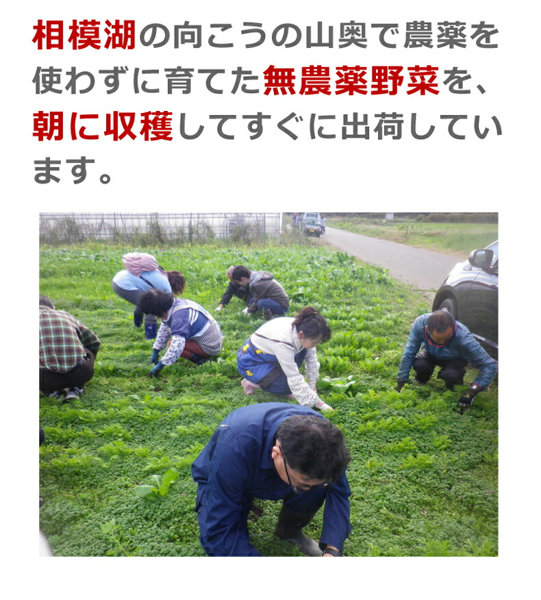 相模原の山からお届けする無農薬で育てた野菜の詰め合わせ
