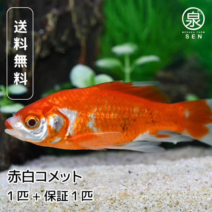 国産 赤白コメット 1匹 おまけ補償1匹 金魚 自家生産 浜松市当養業飼育 きんぎょ キンギョ 獅子頭 ビオトープ 生体販売 観賞魚 飼育 (E) :  k-ask-001-1-e : メダカファーム泉 - 通販 - Yahoo!ショッピング