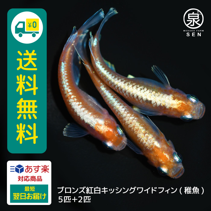 メダカファーム泉 関口作出 ラディウス 稚魚 5匹＋おまけ補償2匹付 送料無料 (E) めだか めだか生体 メダカ生体 販売生体 種類 水槽 メダカ卵  メダカ泉 : fry-039-005 : メダカファーム泉 - 通販 - Yahoo!ショッピング