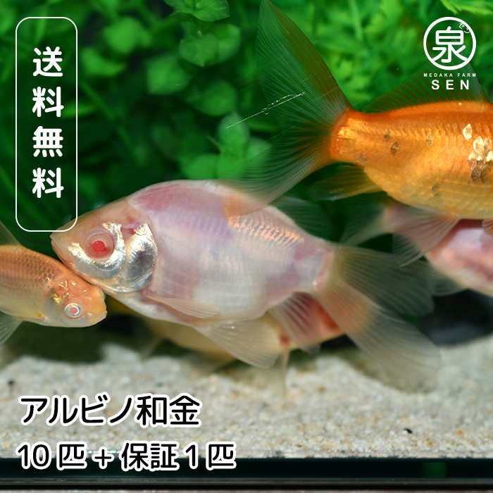 国産 アルビノ和金 10匹 おまけ補償1匹 金魚 自家生産 浜松市当養業