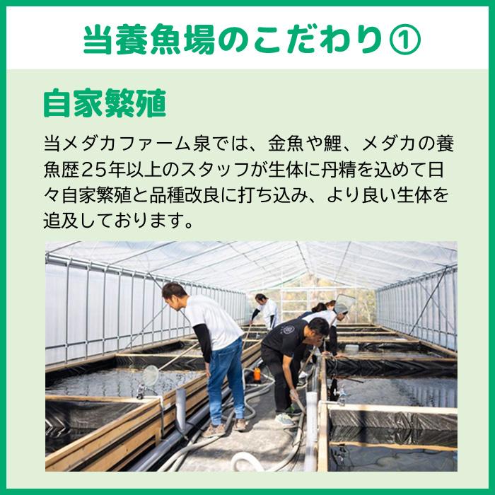 国産 桜三ツ尾和金 3匹 おまけ補償1匹 金魚 自家生産 浜松市当養業飼育 きんぎょ キンギョ 獅子頭 ビオトープ 生体販売 観賞魚 飼育 (E)｜medakafarm-sen｜07