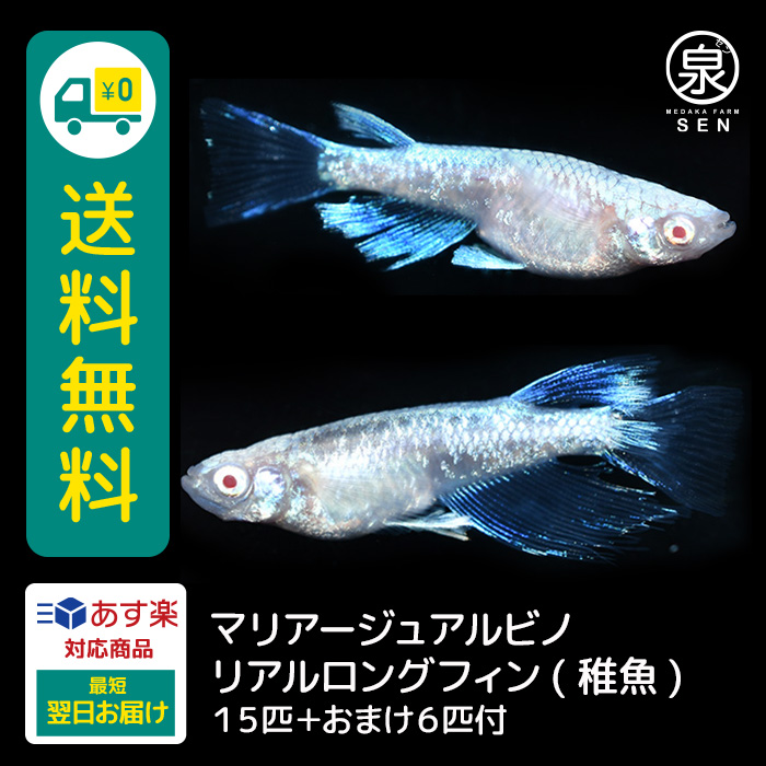 メダカ 夜桜リアルロングフィン 稚魚 10匹＋おまけ補償4匹付 送料無料 (S) めだか めだか生体 メダカ生体 販売生体 種類 水槽 メダカ卵  メダカ泉 飼育 容器 : fry-47-10 : メダカファーム泉 - 通販 - Yahoo!ショッピング