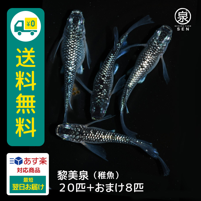 メダカ 夜桜リアルロングフィン 稚魚 10匹＋おまけ補償4匹付 送料無料 (S) めだか めだか生体 メダカ生体 販売生体 種類 水槽 メダカ卵 メダカ泉  飼育 容器 : fry-47-10 : メダカファーム泉 - 通販 - Yahoo!ショッピング