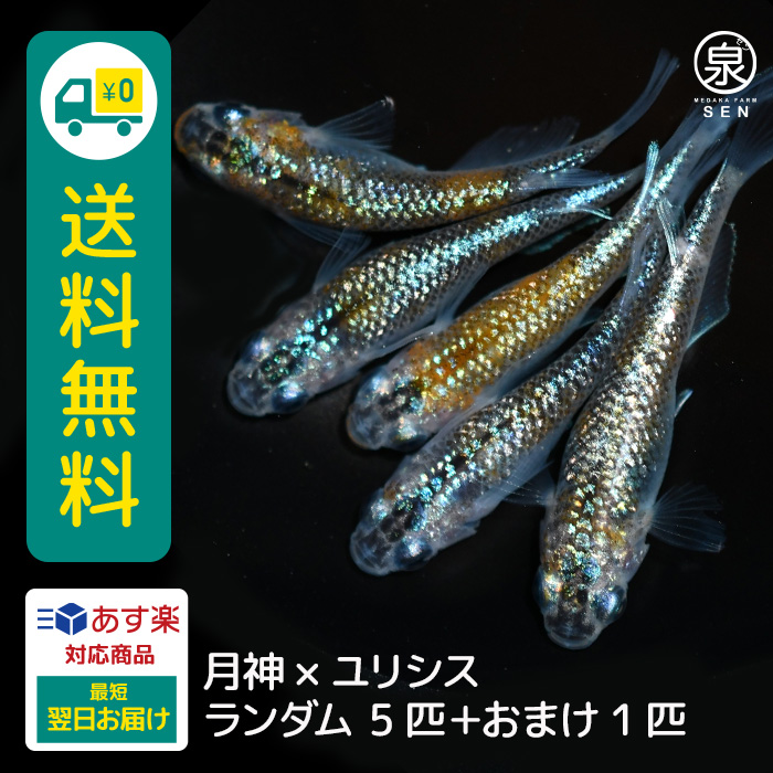 メダカ 生体 ユリシス×サファイア 稚魚 5匹＋おまけ補償2匹付 送料無料 (S) めだか めだか生体 メダカ生体 種類 水槽 卵 水草 人気 飼育  容器 : fry-017-005 : メダカファーム泉 - 通販 - Yahoo!ショッピング