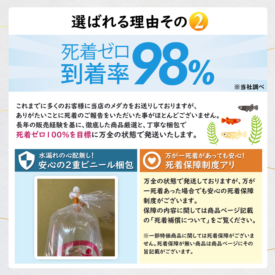 めだかの餌 リッチC 100g 浮上性 高たんぱく レビュー特典(産卵床&餌)あり 関連画像5