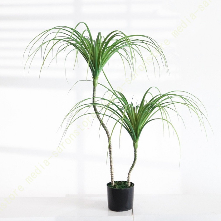 ドラセナ 観葉植物 屋外の商品一覧 通販 - Yahoo!ショッピング