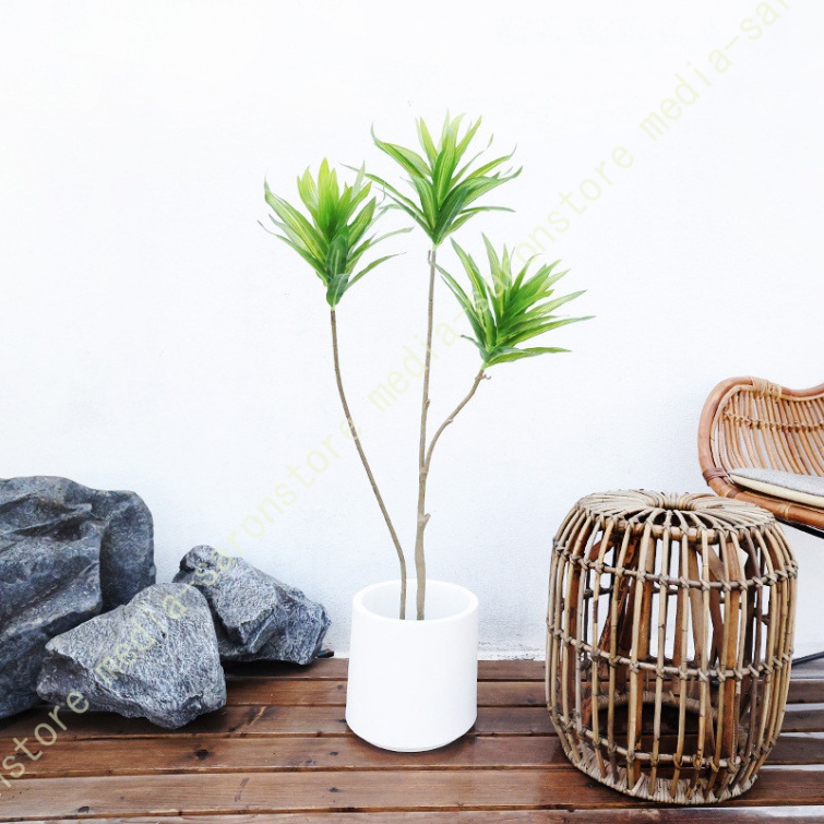 ドラセナ 観葉植物 屋外の商品一覧 通販 - Yahoo!ショッピング