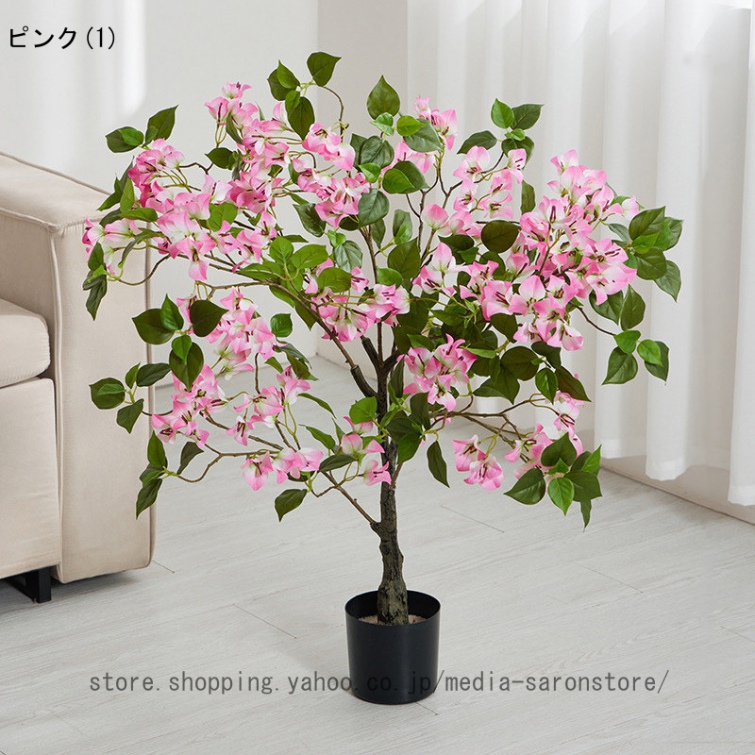 ブーゲンビリア（花、ガーデニング）の商品一覧 通販 - Yahoo!ショッピング