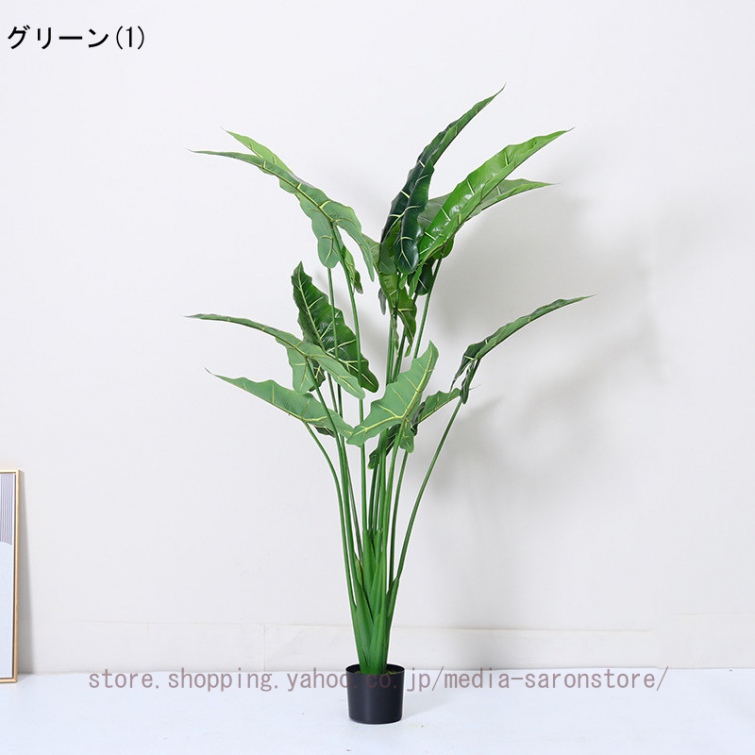 斑入りクワズイモのおすすめ人気商品一覧 通販 - Yahoo!ショッピング