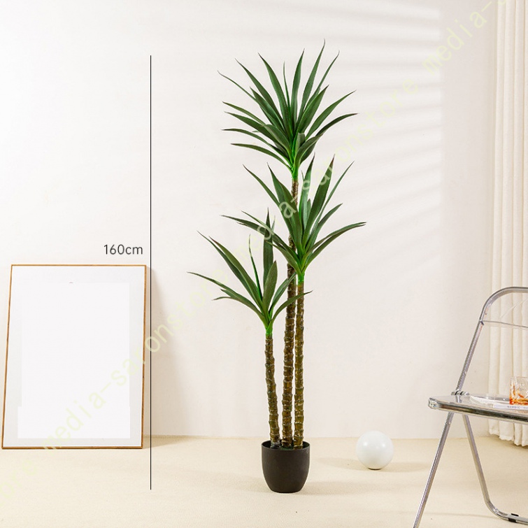 ユッカの木 約3メートル超え 観葉植物 ユッカの木 約3メートル超え 観葉植物 ユッカの木 約3メートル超え