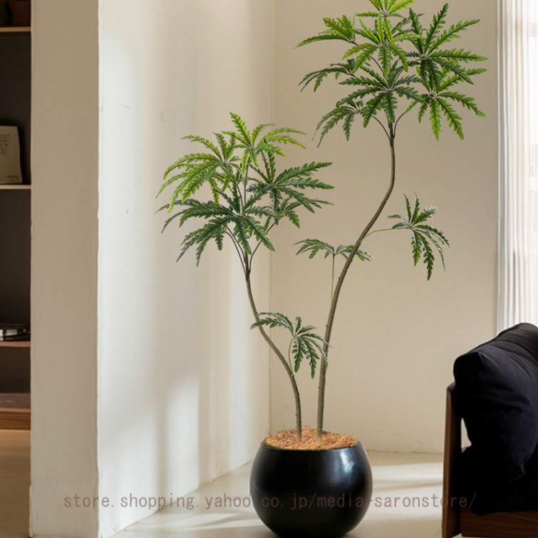 シェフレラ・アンガスティフォリア 10号 高さ180cm 大型 観葉植物 観葉植物 シェフレラ アンガスティフォリア 10号 曲り アンワール