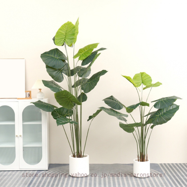 観葉植物 クワズイモ 大型の商品一覧 通販 - Yahoo!ショッピング