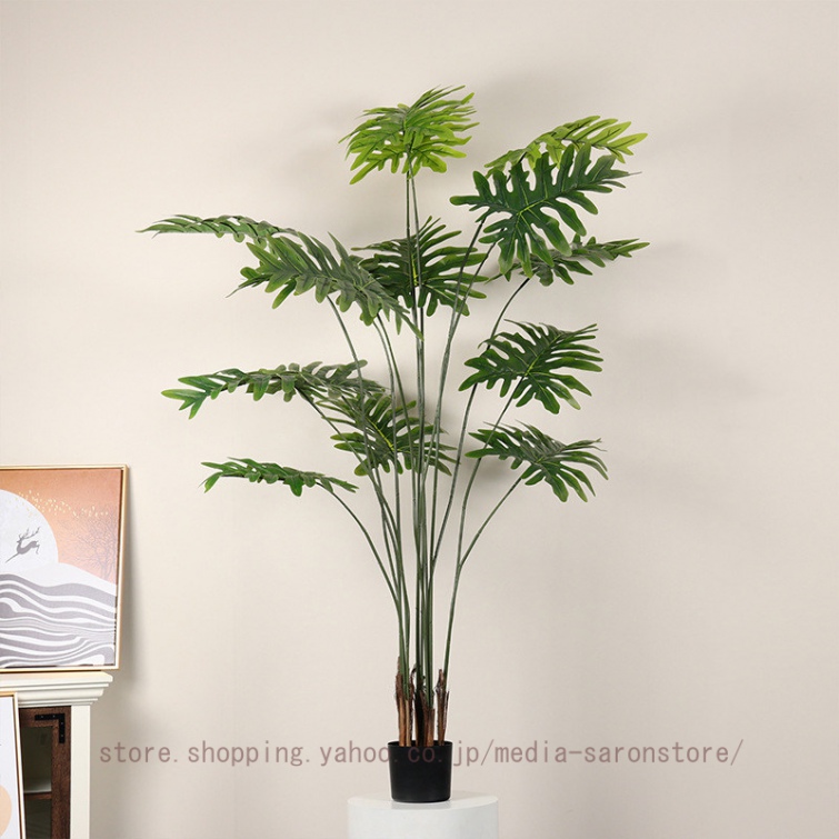 観葉植物 クワズイモ 大型の商品一覧 通販 - Yahoo!ショッピング