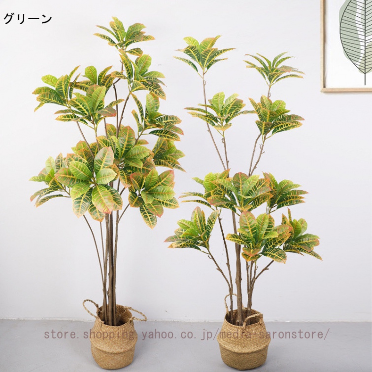 観葉植物 クロトンのおすすめ人気商品一覧 通販 - Yahoo!ショッピング