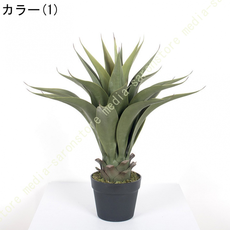 アガベ リュウゼツランのおすすめ人気商品一覧 通販 - Yahoo!ショッピング