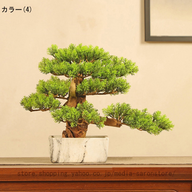 杉 盆栽のおすすめ人気商品一覧 通販 - Yahoo!ショッピング