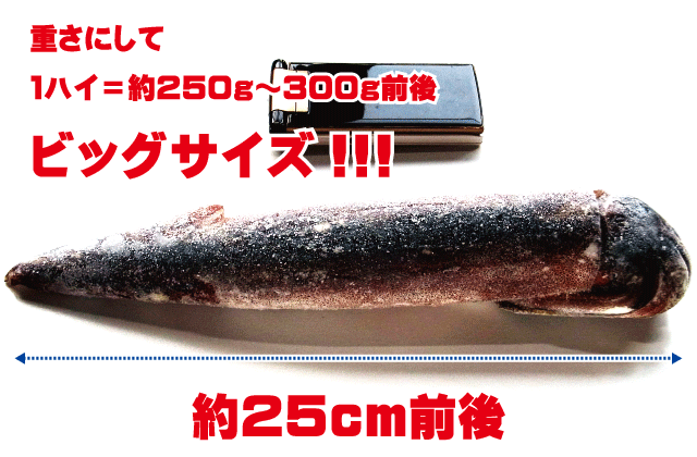 青森するめいか