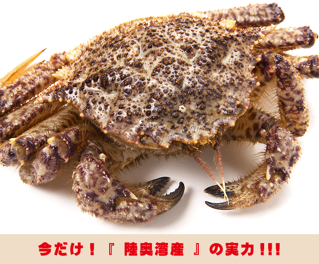 陸奥湾とげくり蟹