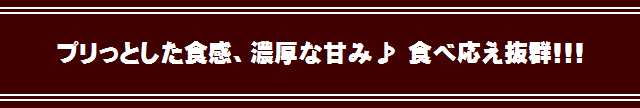 王様ボタンエビ