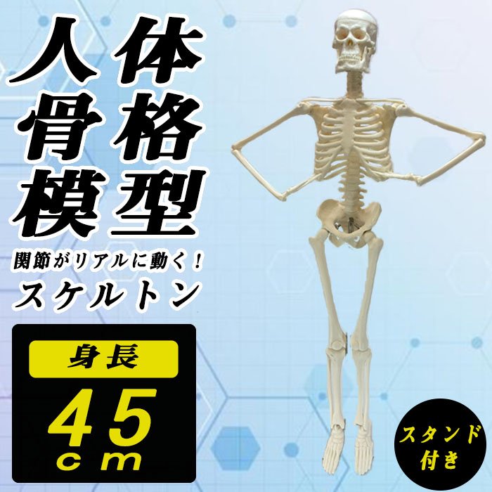 人体骨格模型 85cm 1 2 2分の1 モデル 骨格標本 骸骨 模型 直立 関節