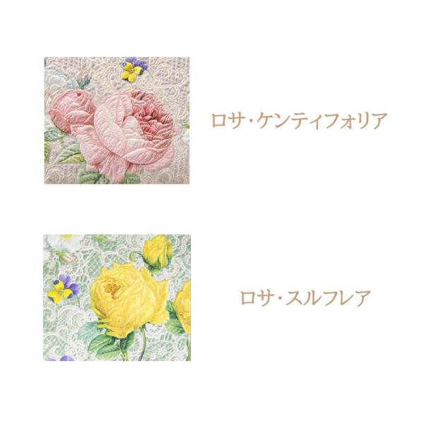 プリP．J．ルドゥーテ（大苗予約） 7号鉢植え バラ苗 《契約品種