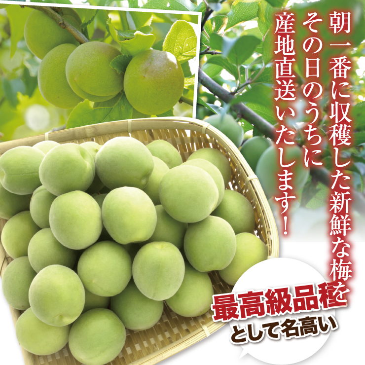 青梅 青うめ 南高青梅 Mサイズ 梅酒用 朝採れ青梅 10.0kg 10キロ 送料