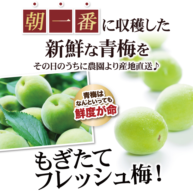 紀州南高梅 厳選 朝取れ 青梅 梅 生梅 梅酒用 5.0kg 5キロ 加工用 送料