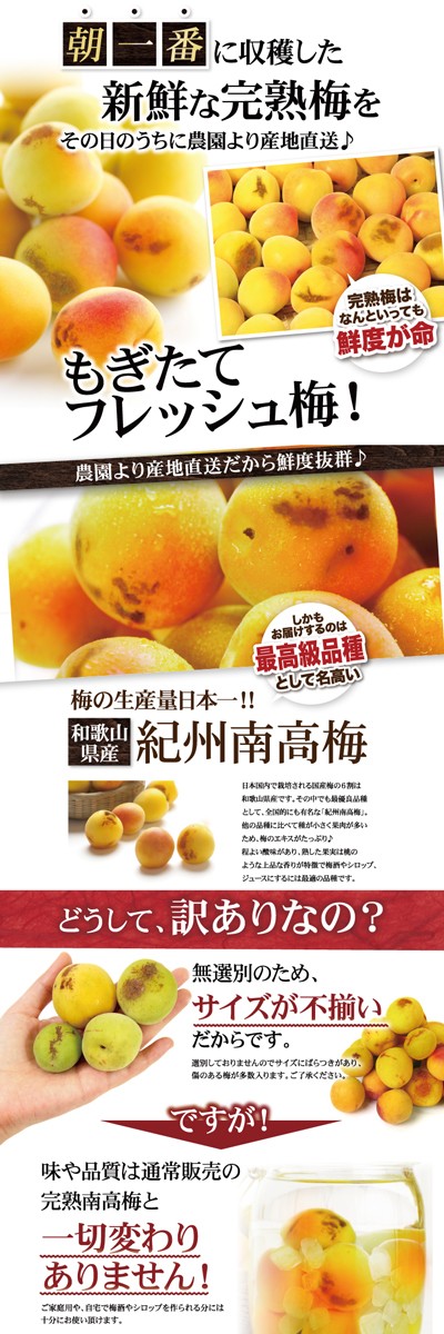 紀州南高梅 訳あり 完熟青梅 5.0kg 5キロ 不揃い（M〜3L