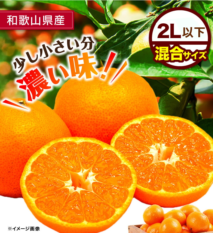 ブランド品専門の woj2480_r14-1.jpg 果物