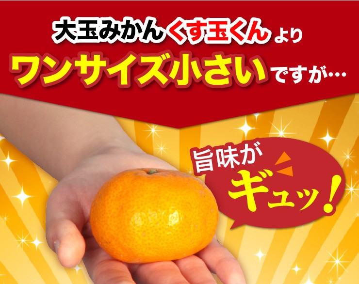 完熟みかん くす玉くんジュニア 2L以下 産地直送 訳あり 箱買い 和歌山