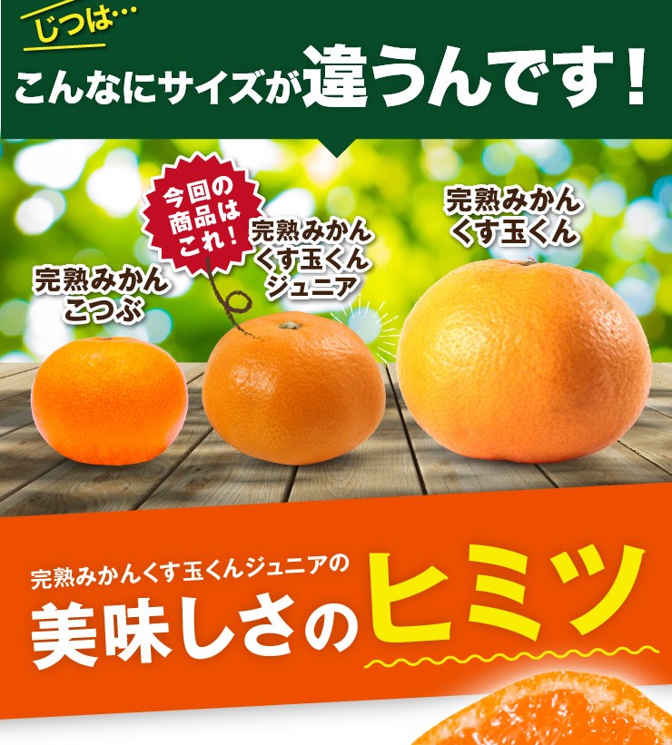 完熟みかん くす玉くんジュニア 2L以下 産地直送 訳あり 箱買い 和歌山