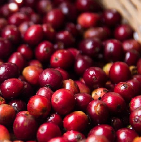 【コーヒー生豆】コロンビア 5kg スプレモ　 ※送料無料！ 送料無料】 コーヒー生豆 コロンビア スプレモ 5kg | 生豆