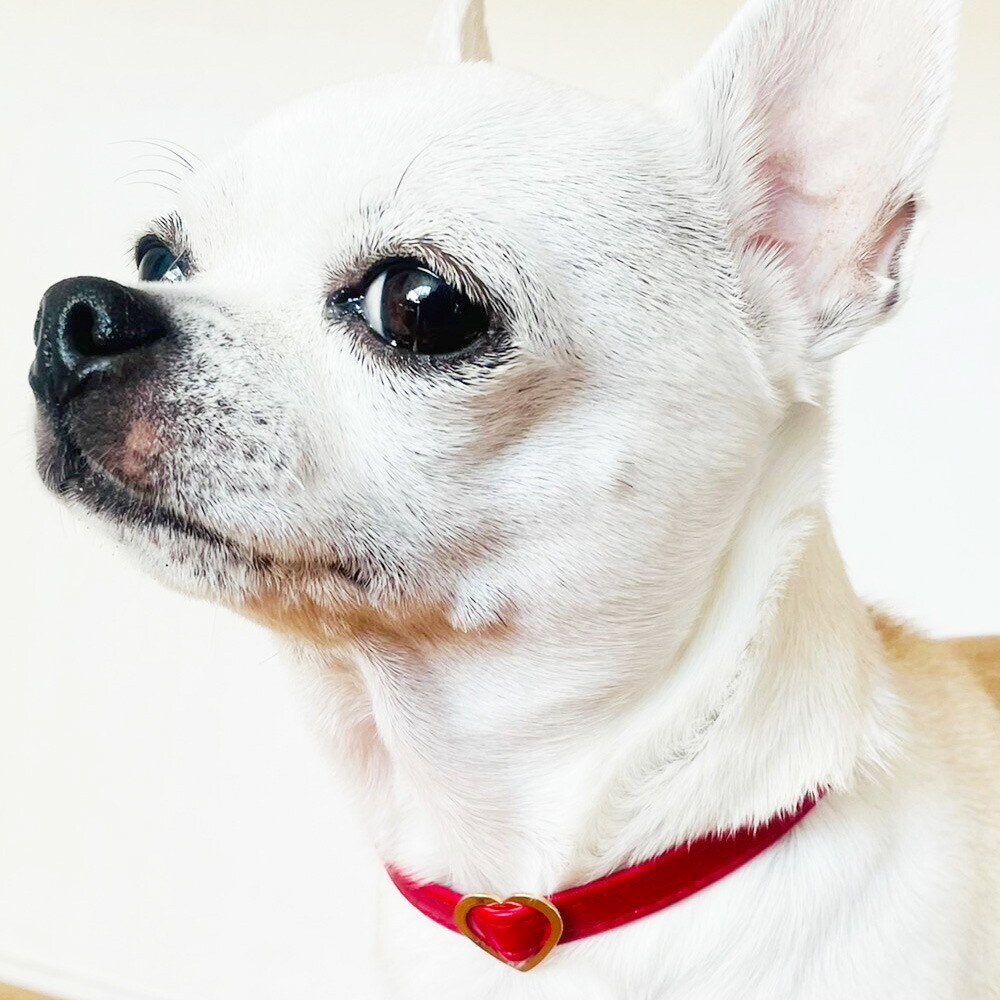 マイドッグリング チワワ SV925 サイズ20号*新品 マイドッグリング