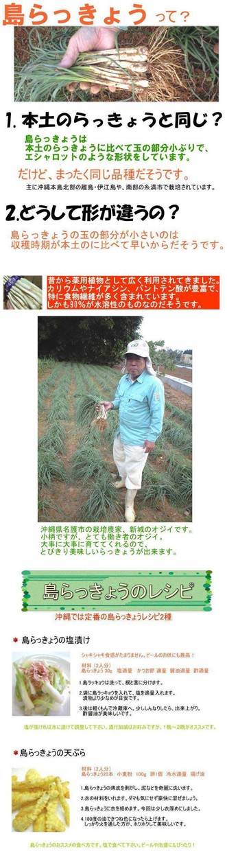 限定セール】島らっきょう 5kg (生らっきょう 島ラッキョウ）沖縄県産