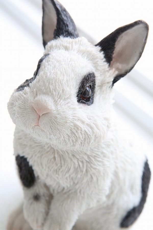 ウーリー・ラビット うさぎ ウサギ ラビット rabbit 兎