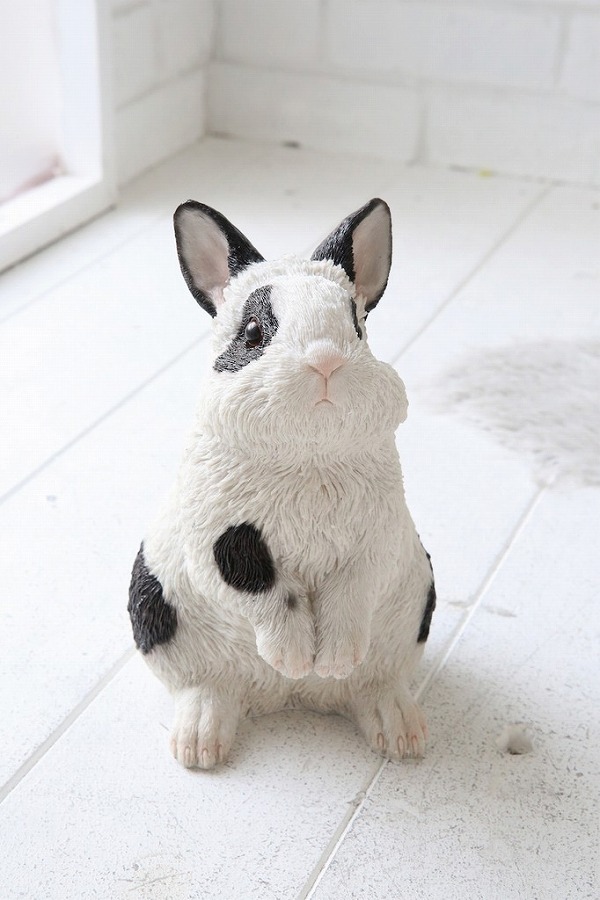 ウーリー・ラビット うさぎ ウサギ ラビット rabbit 兎