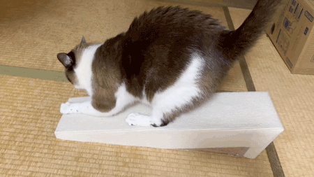 爪研ぎシート