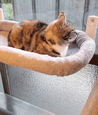 吸盤ハンモック